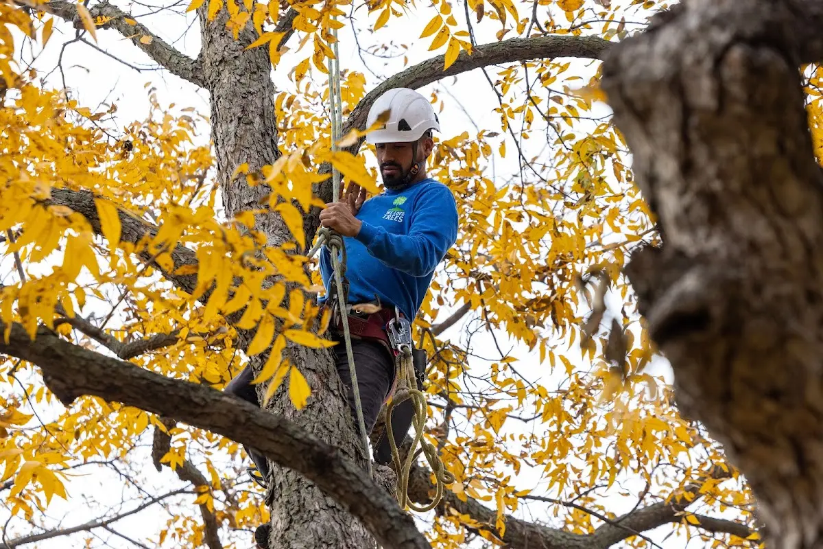 Skilled Tree Planing crew working in Unadilla