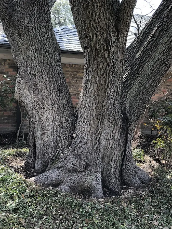 Mature heritage tree close to a Unadilla property cared for by certified arborists